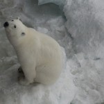 Мишка на Севере