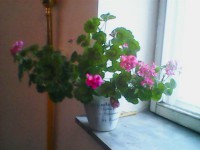 герань зимой